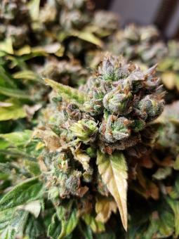 Sweet Pure Auto CBD - картинка 4