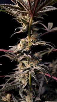 Chocolate Wafflez - картинка 7