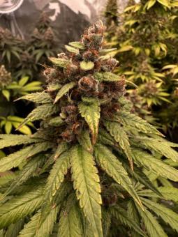 Purple Lemonade FF - картинка 9