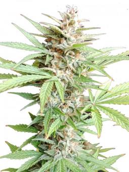 Auto Bruce Lemon Diesel - картинка 8