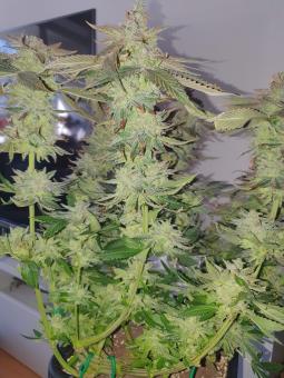 Bay Burger - картинка 1