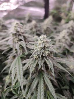 Auto Cinderella Jack - картинка 3