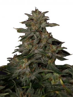 Lowryder autofem (IBL) - картинка 1