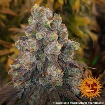 Cookies Kush - картинка 10