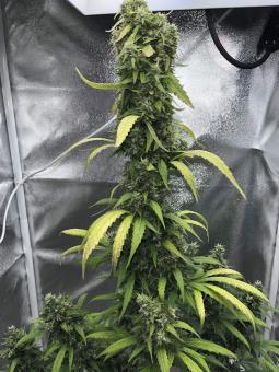 Sweet Amnesia Haze XL Auto - картинка 4