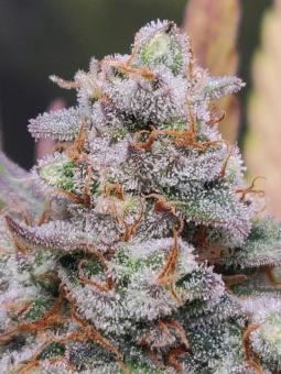 Easy Bud Auto - картинка 12