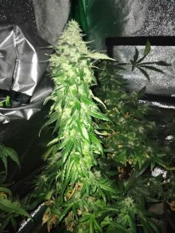 Buddha White Dwarf Auto - картинка 5