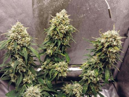 Auto Kong 4 Auto - картинка 5