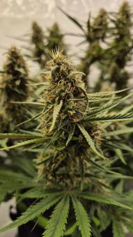 Papaya Zoap Auto - картинка 2