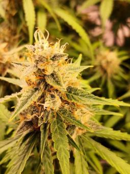 Fast Diesel genetics - картинка 4