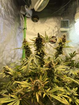 Super Silver Haze - картинка 6