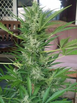 Sticky Fingers Auto - картинка 7