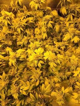 Tahoe Cure - картинка 3