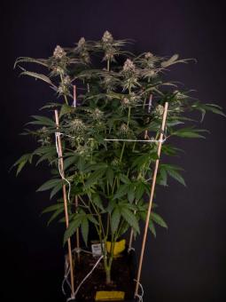 Tarte Tatin - картинка 2