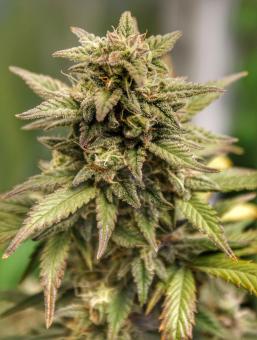 Zkittlez Auto - картинка 1