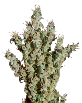 NL5 Haze Mist - картинка 1