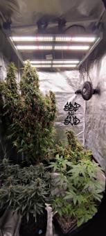 Chronic Fast F1 BX Regular - картинка 5