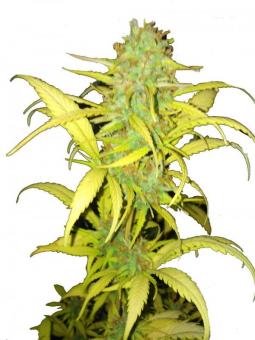 Prima Hollandica - картинка 1