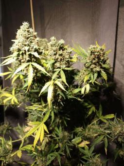 Purple OG Punch - картинка 7