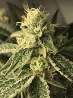 Sherbet Queen Auto - картинка 10