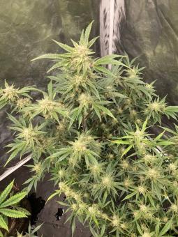 Gorilla Punch Auto - картинка 3