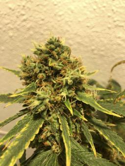 White Berry - картинка 1