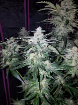 Pineapple Express Auto - картинка 11