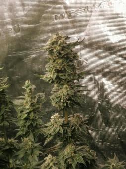 Sweet Mandarine Zkittlez F1 Fast Version - картинка 3