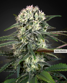 Auto-Bomb - картинка 1