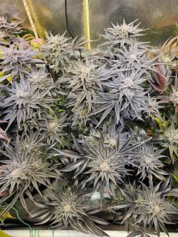 Northern Light Blue - картинка 1