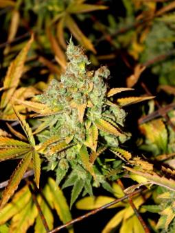 Auto Shkiper Kush - картинка 2