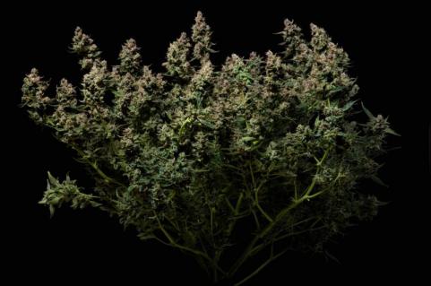 Purple Lemonade Auto - картинка 4