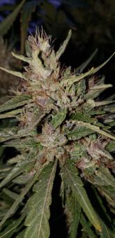 Shaman - картинка 2