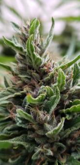 Shaman - картинка 9