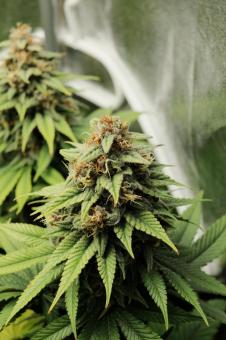 Blueberry - картинка 5