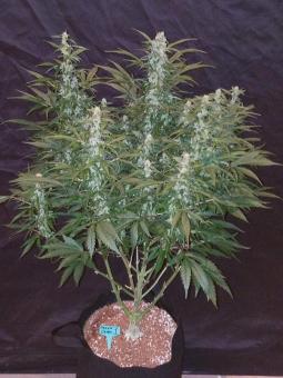 Green Crack Auto - картинка 6