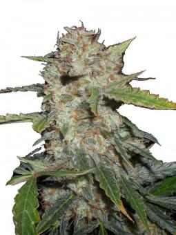 Orange Bud 2.0 - картинка 1