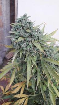 Warlock reg - картинка 4