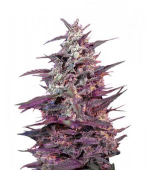 Bloody Skunk Auto - картинка 5