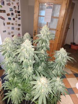 Stromboli Auto - картинка 5