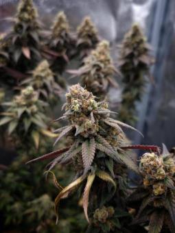 Rainbow Melon - картинка 2