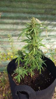 Vertigo Auto - картинка 2