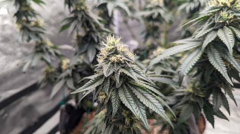 Bubba Kush - картинка 1