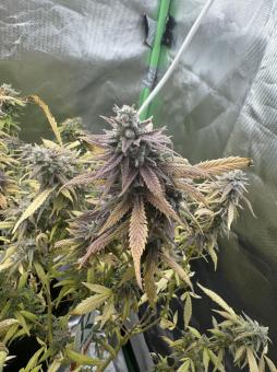 Green Papaya - картинка 2