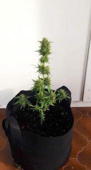 Vertigo Auto - картинка 7