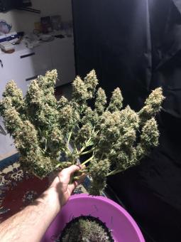 The Palmar Auto - картинка 1