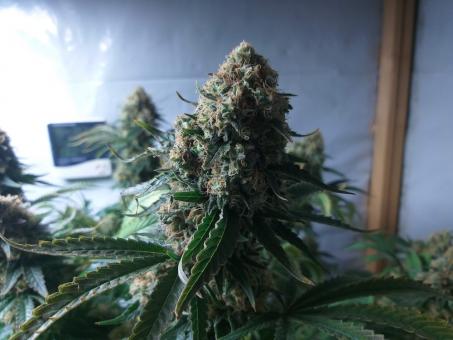 Tutankhamon - картинка 3