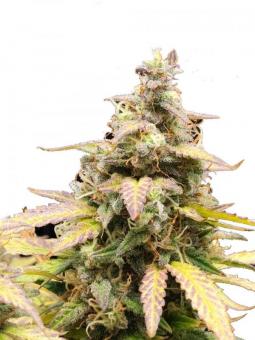 Buddha Auto Critical - картинка 1