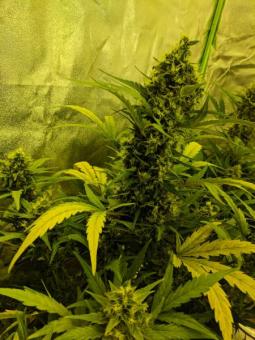 Girl Scout Cookies Auto - картинка 5