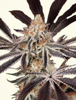 Dark Phoenix - картинка 7